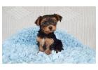 TEACUP YORKIE PUPPIES FOR ADOPTION