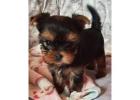 TEACUP YORKIE PUPPIES FOR ADOPTION