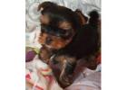 TEACUP YORKIE PUPPIES FOR ADOPTION