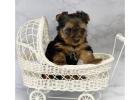 TEACUP YORKIE PUPPIES FOR ADOPTION