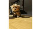 TEACUP YORKIE PUPPIES FOR ADOPTION