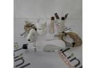 Shop Dental Equipment Online