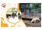 Pet Boarding & Care – HappyPettings