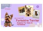 Yorkshire Terrier Puppies For Sale In Faridabad