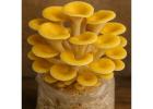 Buy Golden Oyster Mushroom Spores Online | Spore Vault CO
