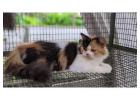 Calico Kitten For Sale In Amritsa
