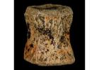 Authentic Pachycephalosaurus Vertebra Fossil – 6″ Lance Creek, Wyoming – COA