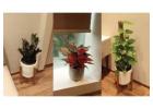Sustainable Plant Rental Services for Every Occasion – Greenlands