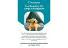 Day Boarding for Dogs in Bangalore