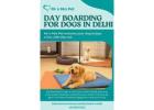 Day Boarding for Dogs in Delhi