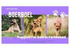 Boerboel Puppies For Sale In Faridabad