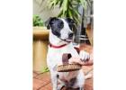 Gentle & Green Grooming Services for Your Pet in Oviedo