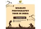 How to Combine Wildlife Photography with a Cultural Tour in India