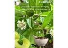 Ayurvedic Essentials: Bhringraj, Amla & Shikakai in Herbal Hair Oil