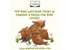 Top Bird Watching Tours in Panama: A Haven for Bird Lovers