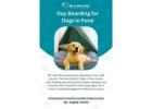 Day Boarding for Dogs in Pune