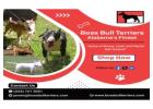 Adorable Black Bull Terriers Available – Boss Bull Terriers