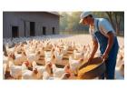 Boost Poultry Health with the Best Poultry Feed Additive for Optimal Nutrition