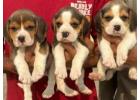 Beagle Puppies For Sale In Faridabad