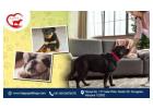 Gurgaon Pet Experts – HappyPettings