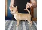 Chihuahua Puppies For Sale In Faridabad