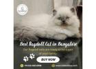Best Ragdoll Cat in Bangalore