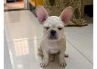 French Bulldog Puppies For Sale In Faridabad