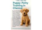 Puppy Potty Training in Chennai