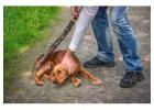 Know How to File Complaint Against Animal Cruelty in India