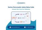 Swine Pancreatic Islets Beta Cells: Unlock the Cure for Diabetes