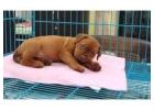 French Mastiff Puppies For Sale In Faridabad