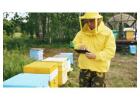 Beekeeping 2.0: Using IoT to Defend Bees Against Fire, Cold, and Invasive Ants
