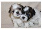 Lhasa Apso Puppies For Sale In Faridabad