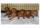 Miniature pinscher Puppies For Sale In Faridabad