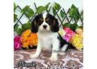 Cavalier King Charles Spaniel Puppies for Sale Cheap