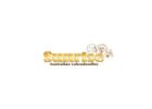 Top-Quality Doodle Puppies for Sale Florida