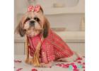 Festive Dog Clothes for a Paw-some Rakhi Celebration