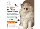 Buy Kittens in Bangalore | Cat in Bangalore