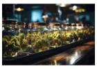 Cannabis Dispensary In North York