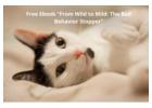 Straight to the Point (Frustrated Cat Owners)