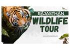 Wildlife Safari in Rajasthan