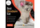 Best Himalayan Cat in Bangalore | Himalayan Kittens in Bangalore