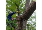 Government Tree Removal Services – Fully Licensed & Insured