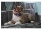 Rough Collie Puppies For Sale In Ahmedabad