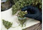 Why Buying Bulk Weed Online Is the Smart Choice