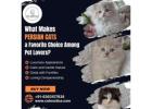 Persian Cats for Sale in Bangalore | Cat in Bangalore