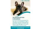 Day Boarding for Dogs in Ahmedabad