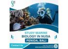Study Marine Biology in Nusa Penida, Bali