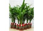Premium Corporate Gifting Plants | Sustainable & Stylish Gifts