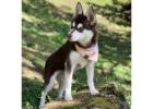 Alaskan Klee Kai Puppies USA Available Now Healthy Puppies Nationwide